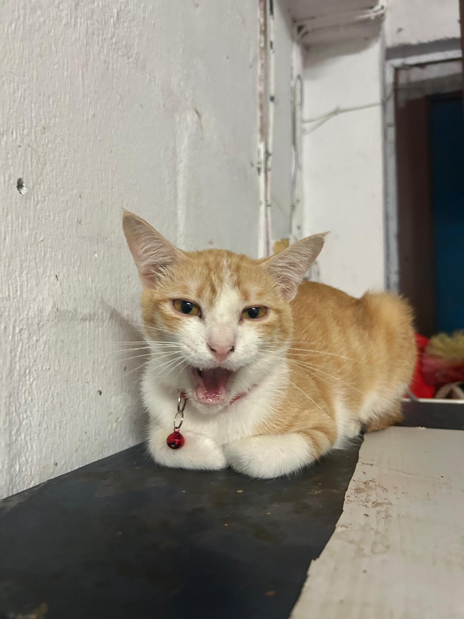 Cat exploring a quiet alley